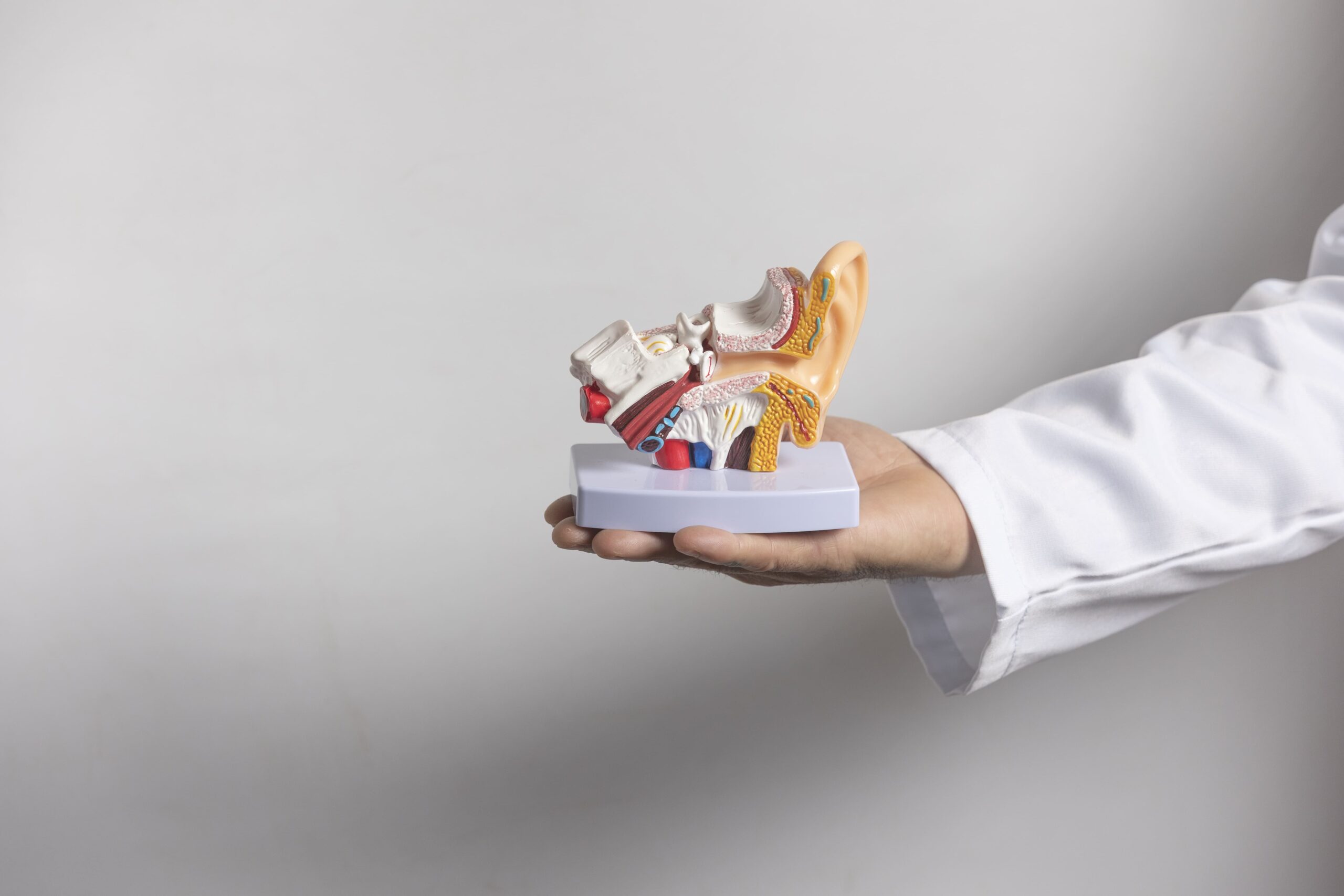 Image doctor showing anatomical model of human ear struc 2025 08 10 23 09 03 utc