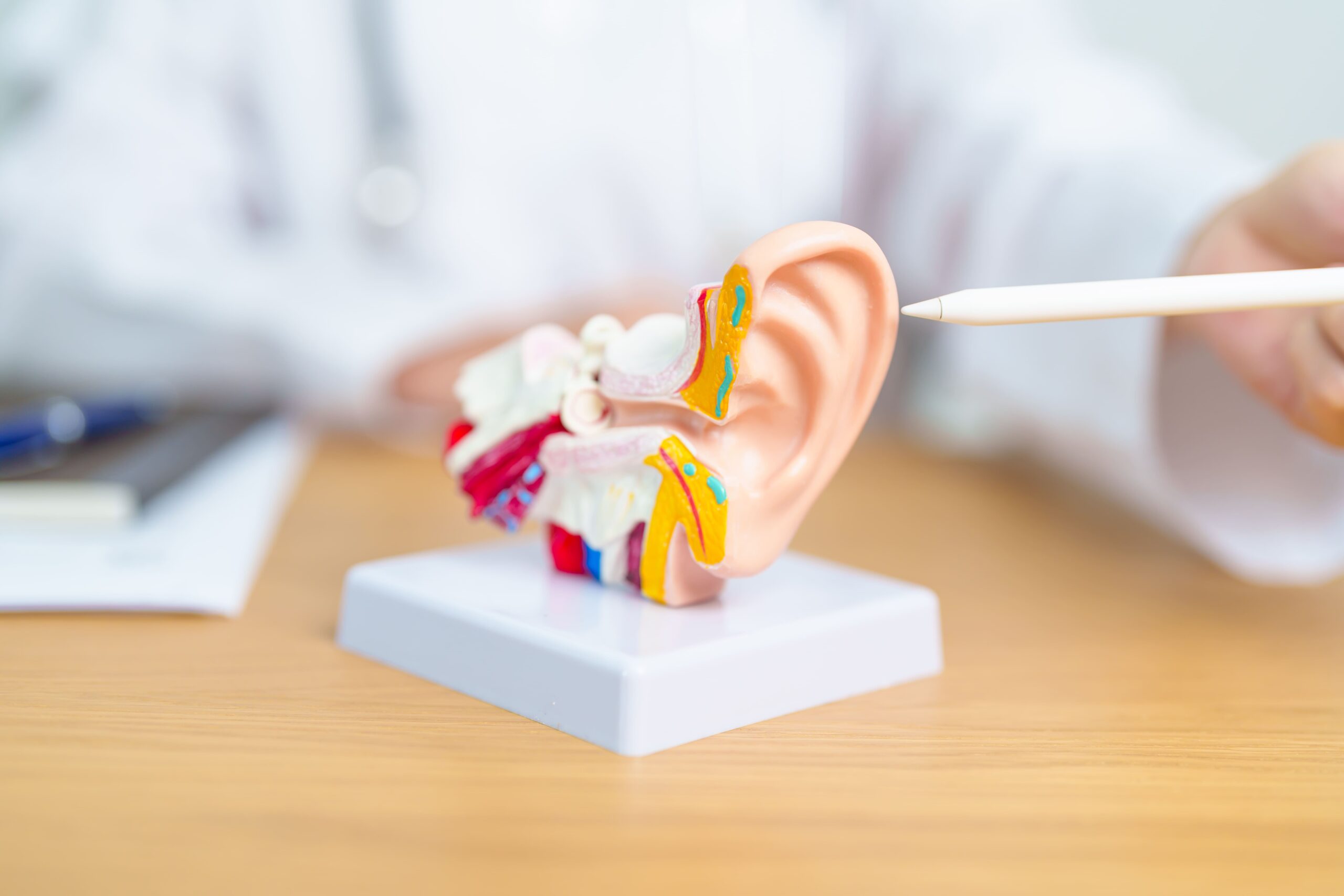 Image doctor with human ear anatomy model ear disease 2025 03 08 00 04 59 utc
