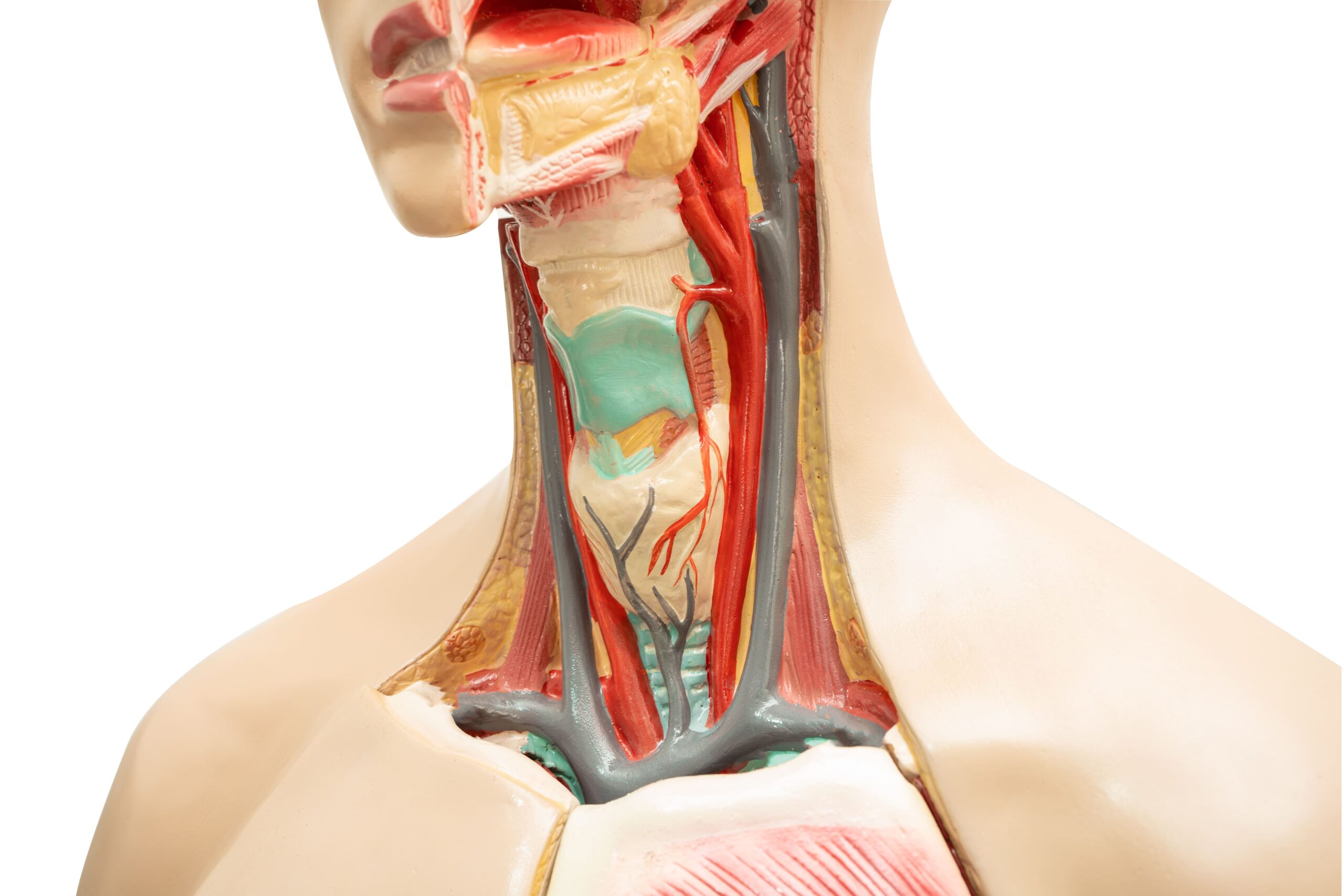 Image neck and throat human model anatomy for medical tr 2025 02 25 00 37 38 utc