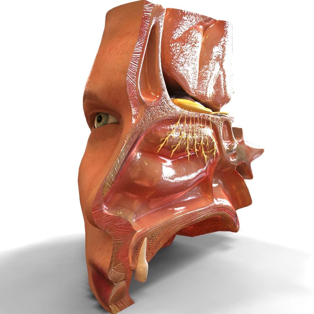 Image nose.1