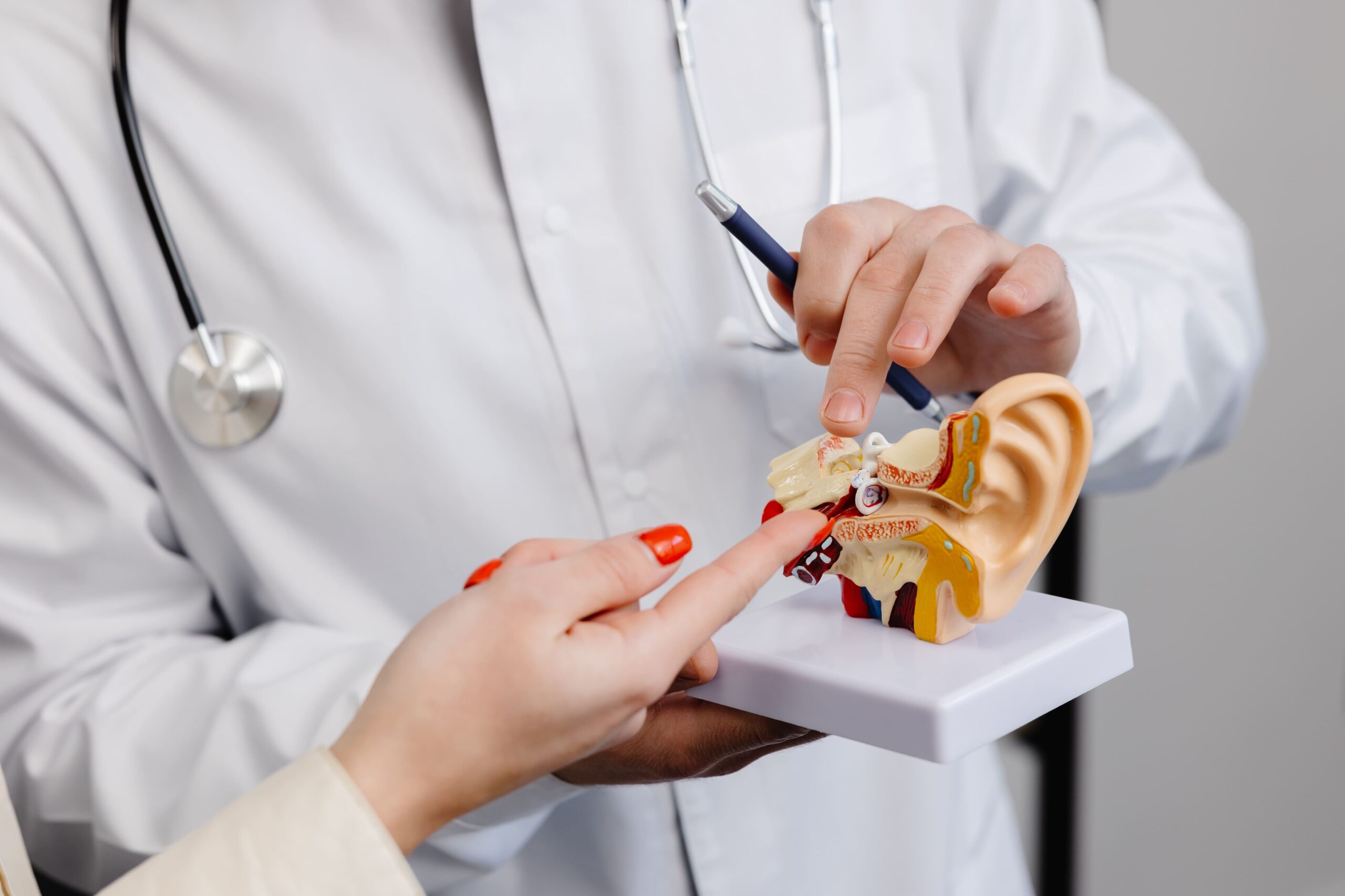 Image otolaryngologist doctor shows a mock up of an ear 2025 03 11 15 00 30 utc