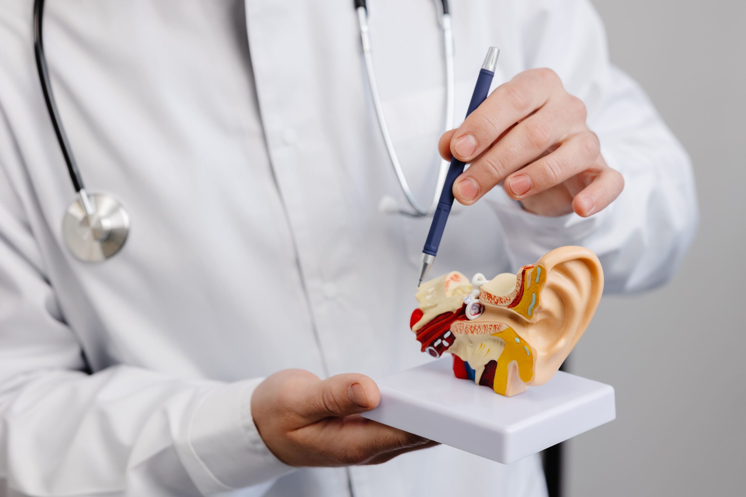 Image otolaryngologist shows a mock up of an ear and tel 2025 02 12 03 26 46 utc