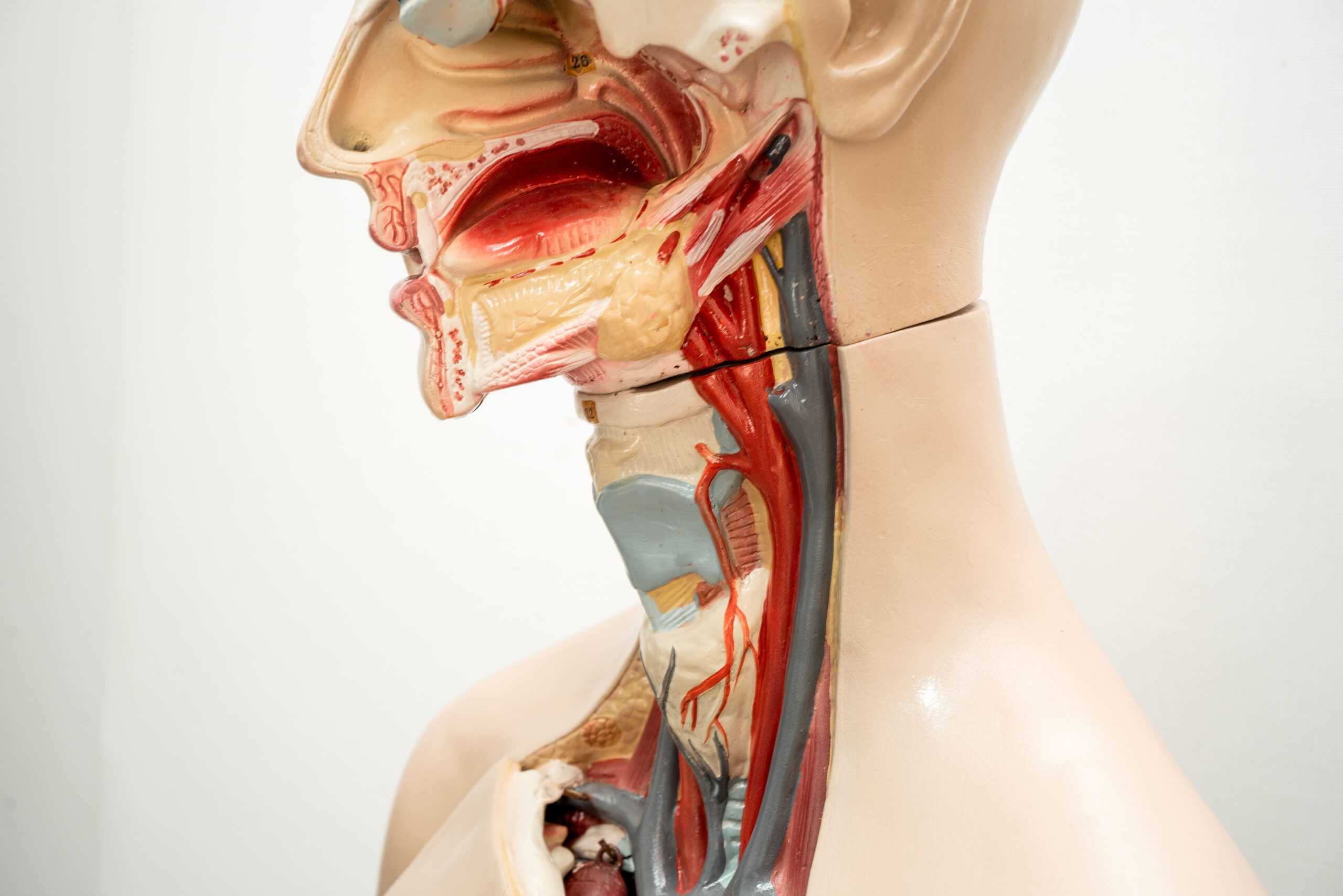Image the throat pharynx and larynx model anatomy for m 2025 02 25 16 00 26 utc
