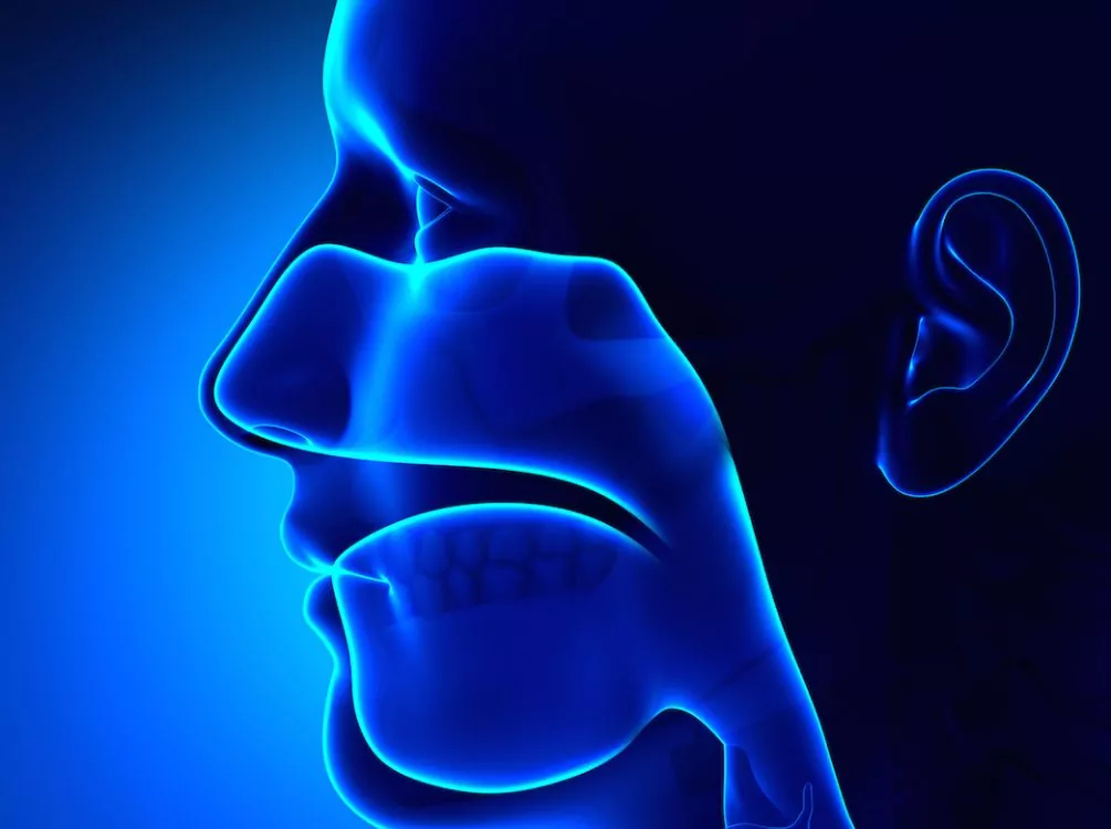 Human head sinus structure